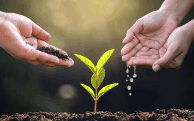 Ce que la plante m’a dit (le 22 décembre 2024)