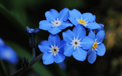 Un myosotis vient et me parle … ( 22 janvier 2025 )
