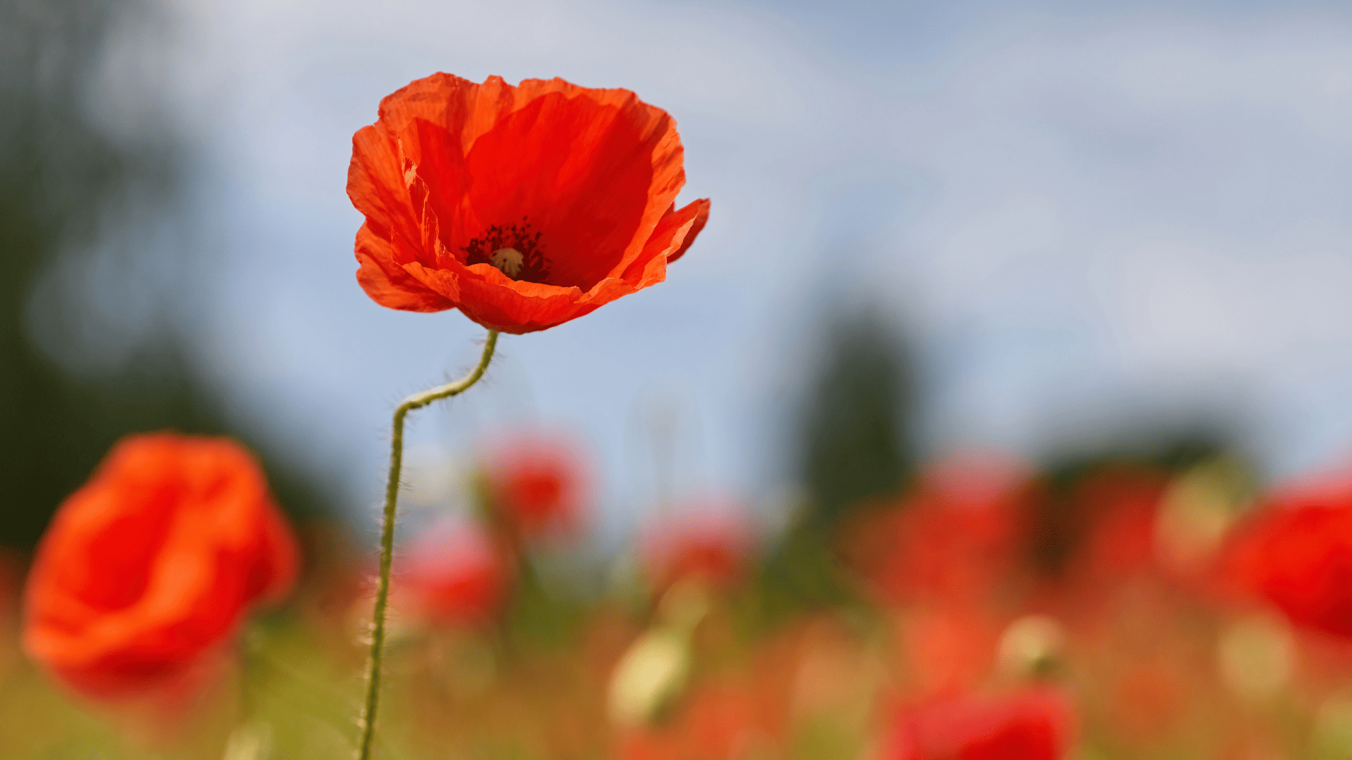 Design sans titre – 2026-01-24T174105.399 (1)