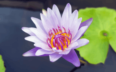 Le Lotus ( 07 février 2025 )