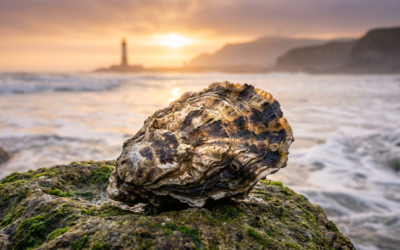 L’huître ( 27 février 2025 )